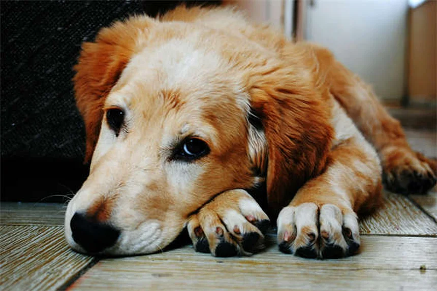 犬のパニック発作とは？症状と対処法を獣医師が解説