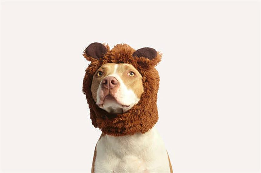 犬が血を吐いた時の対処法｜獣医師が教える緊急時の正しい行動