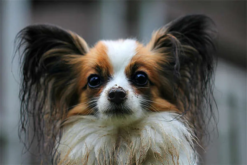 犬が血を吐いた時の対処法｜獣医師が教える緊急時の正しい行動