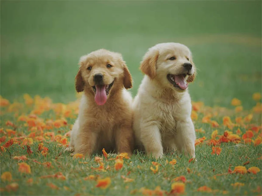 犬が血を吐いた時の対処法｜獣医師が教える緊急時の正しい行動
