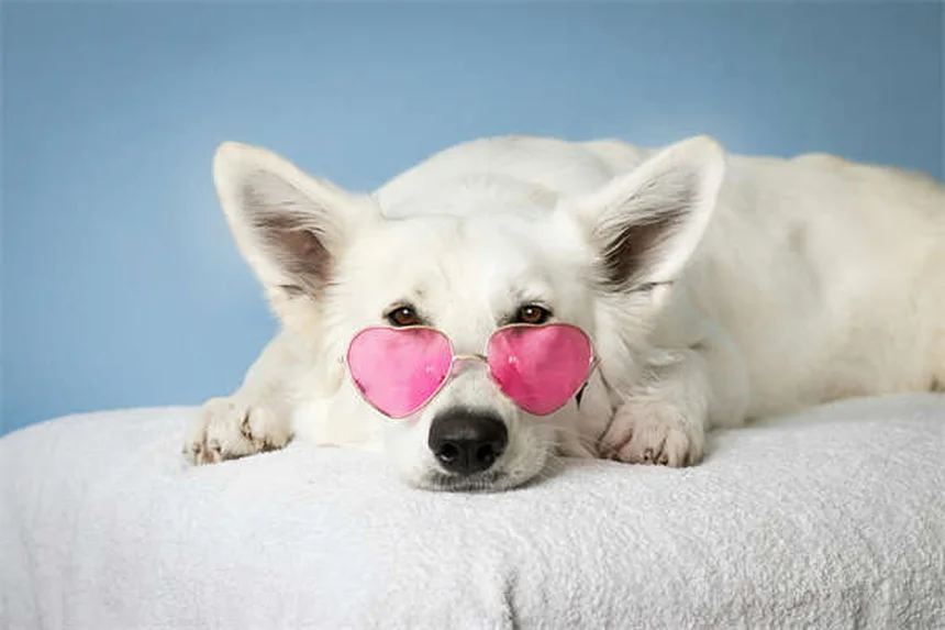 犬用カルプロフェン（リマディル）の効果と正しい使い方【獣医師監修】