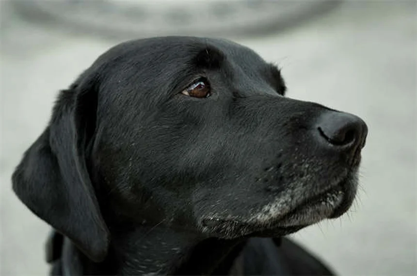 犬用カルプロフェン（リマディル）の効果と正しい使い方【獣医師監修】
