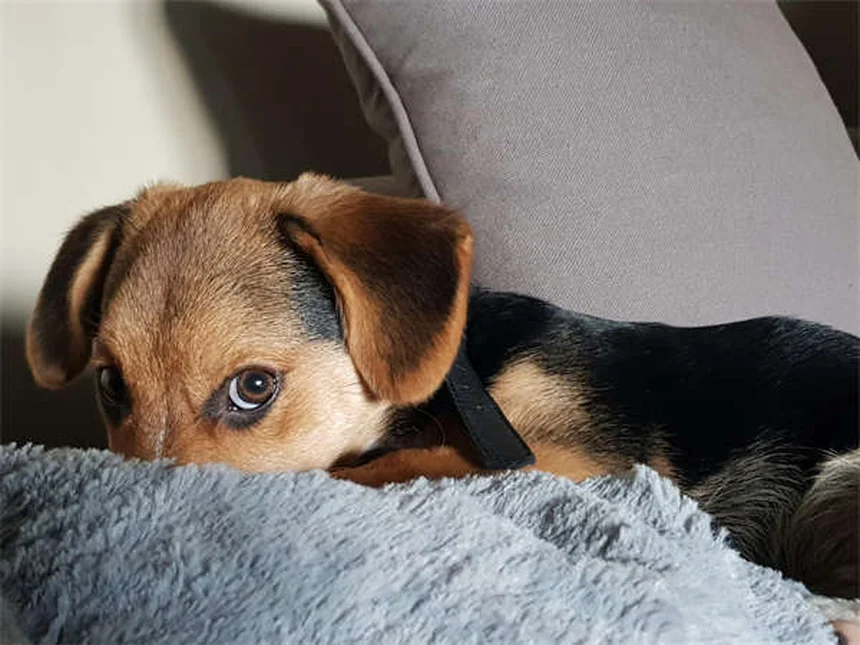 犬用カルプロフェン（リマディル）の効果と正しい使い方【獣医師監修】