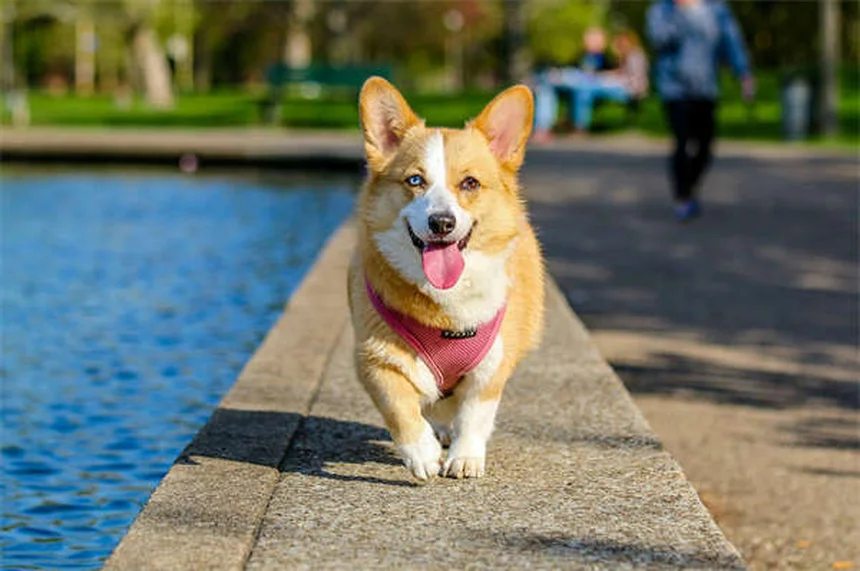 フェレットのリングワームとは？症状・治療法を獣医師が解説