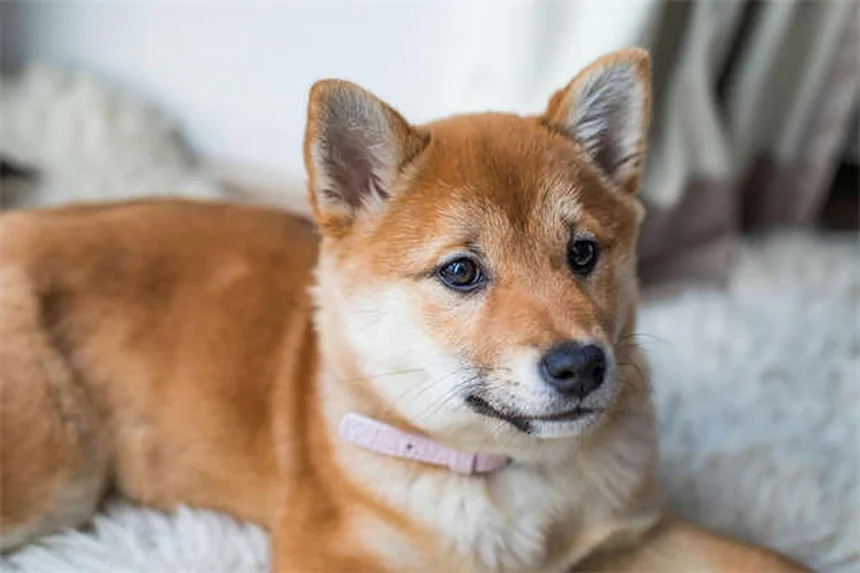 シーホースとパイプフィッシュの飼育ガイド｜初心者でもわかる基本からコツまで
