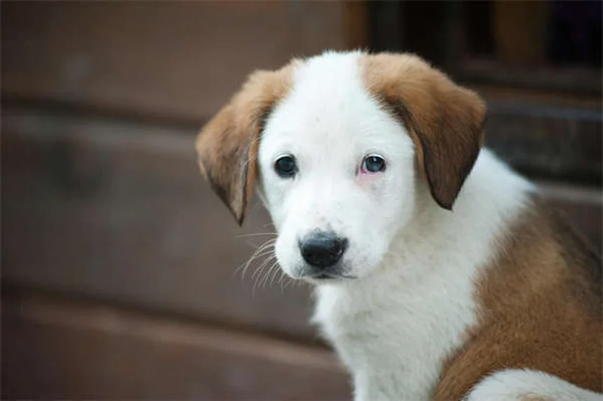 犬のフルコナゾール：効果・副作用・正しい使い方【獣医師監修】