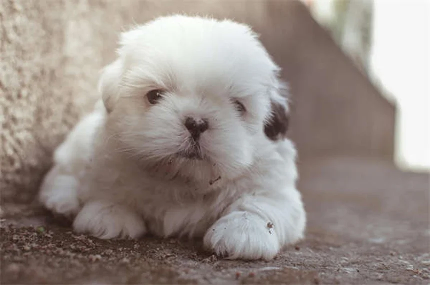 犬が怒っている時のサインと対処法5選【専門家解説】