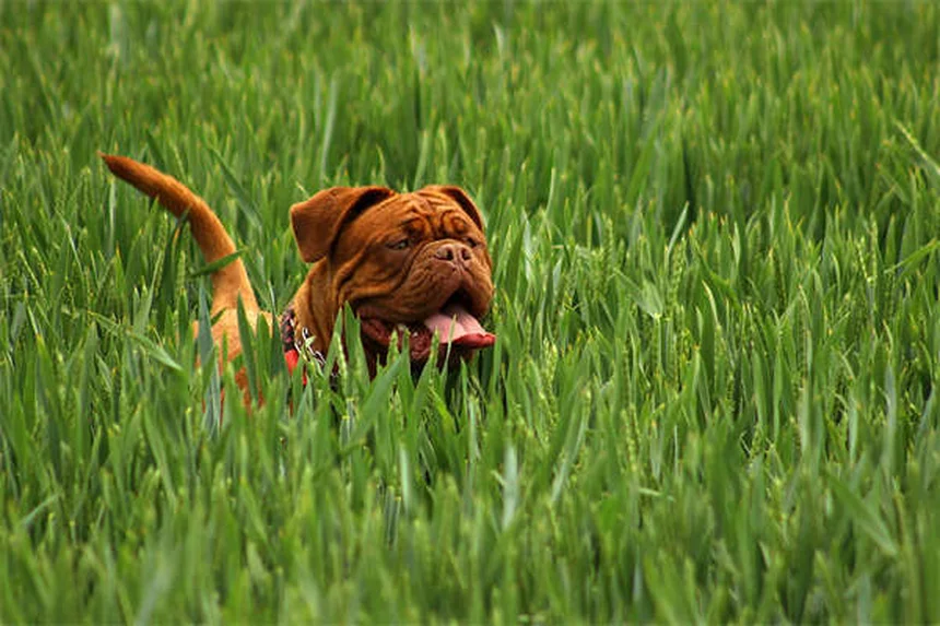 犬が怒っている時のサインと対処法5選【専門家解説】