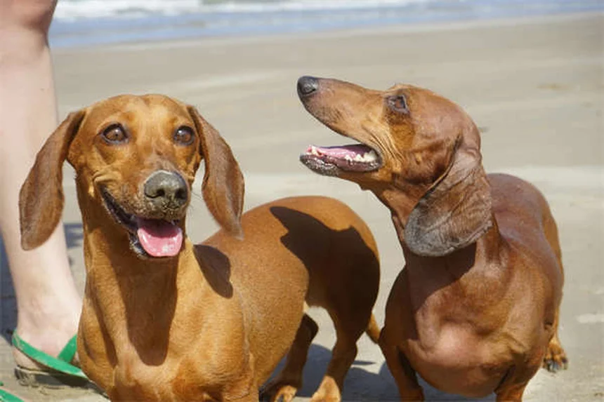犬が怒っている時のサインと対処法5選【専門家解説】