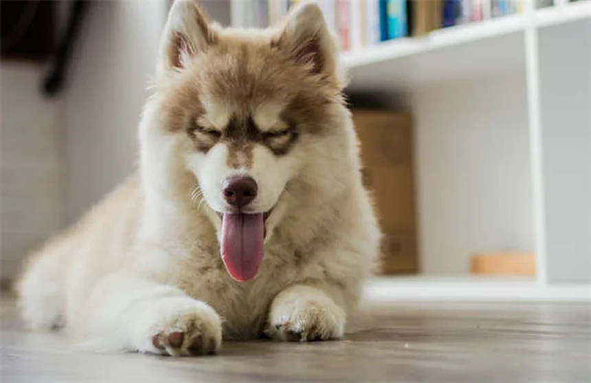 犬のパニック発作とは？症状と対処法を獣医師が解説