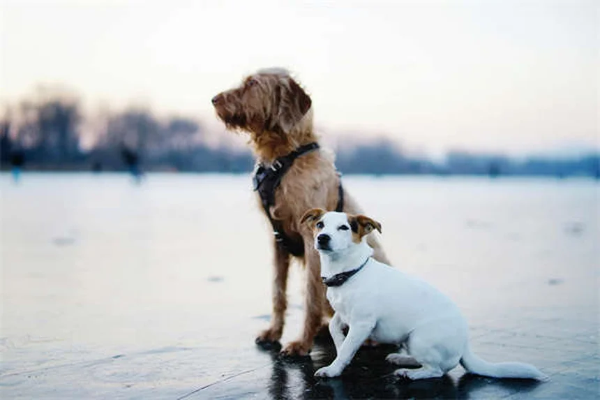 犬のパニック発作とは？症状と対処法を獣医師が解説