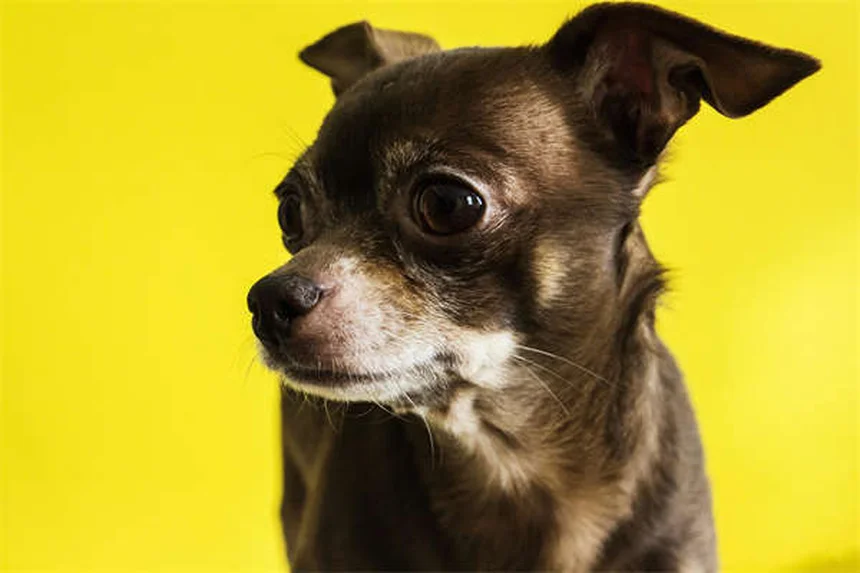 犬のパニック発作とは？症状と対処法を獣医師が解説