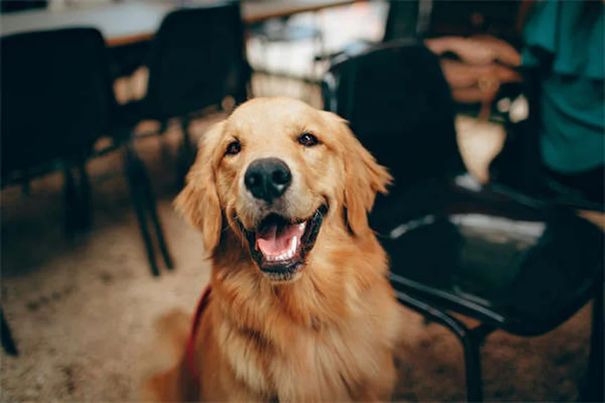 犬のしつけに最適なおやつ5選！プロが教える選び方のコツ