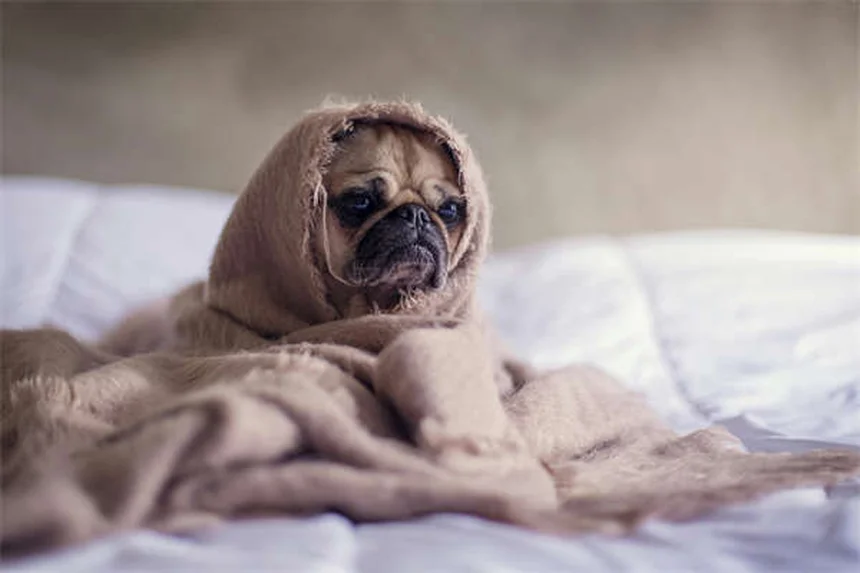 犬のしつけに最適なおやつ5選！プロが教える選び方のコツ