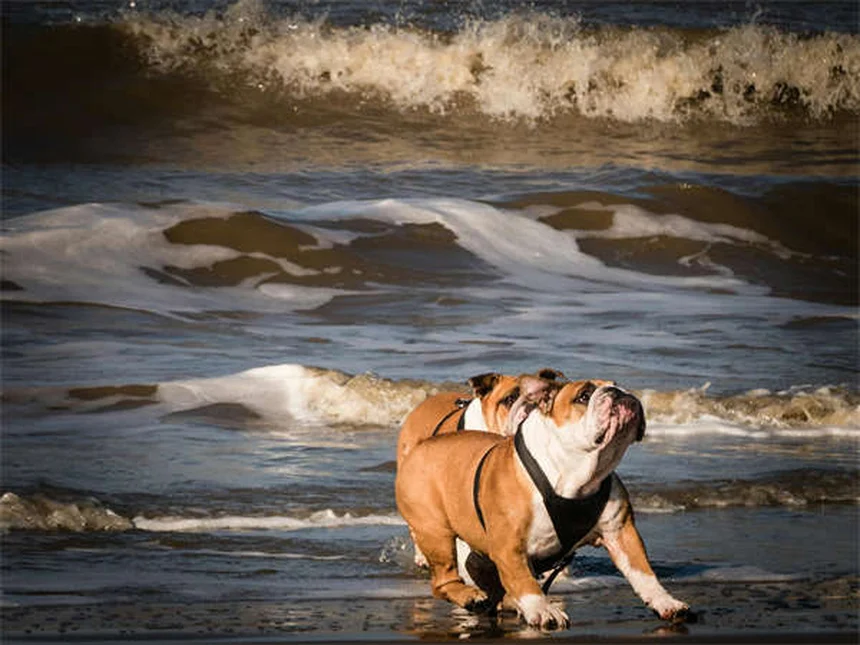 犬のしつけに最適なおやつ5選！プロが教える選び方のコツ