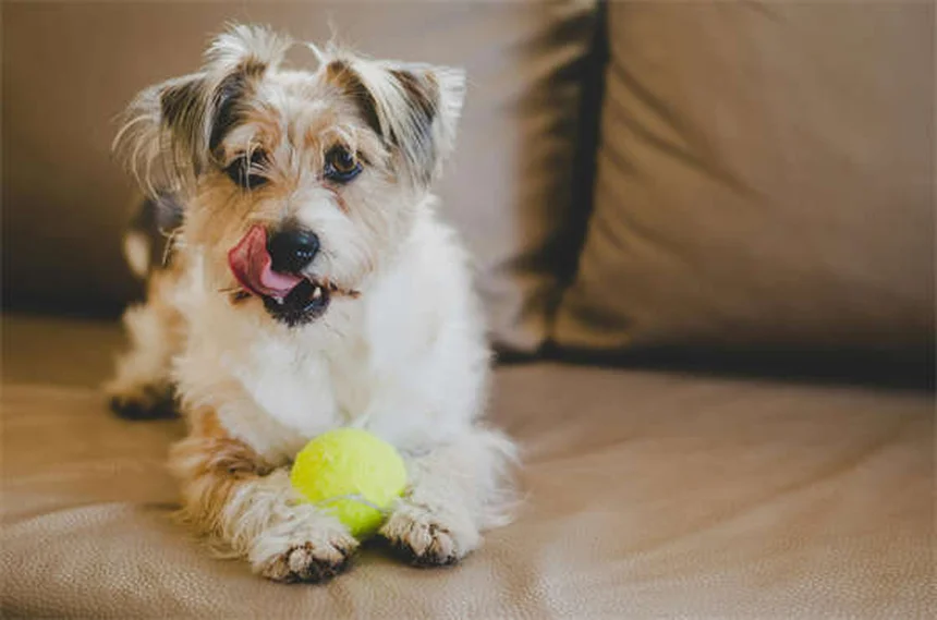 犬のしつけに最適なおやつ5選！プロが教える選び方のコツ