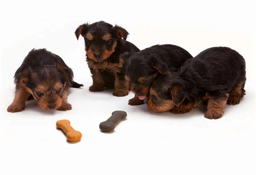 子犬の下痢の原因と対処法｜緊急判断から家でできるケアまで