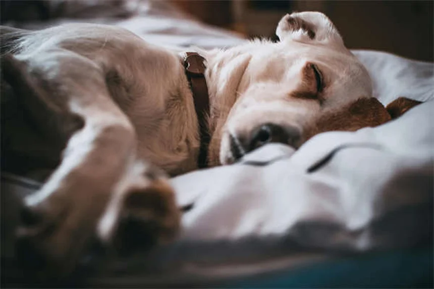 犬のハンドシグナル4選｜初心者でも簡単にできるトレーニング方法