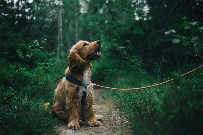 犬のハンドシグナル4選｜初心者でも簡単にできるトレーニング方法