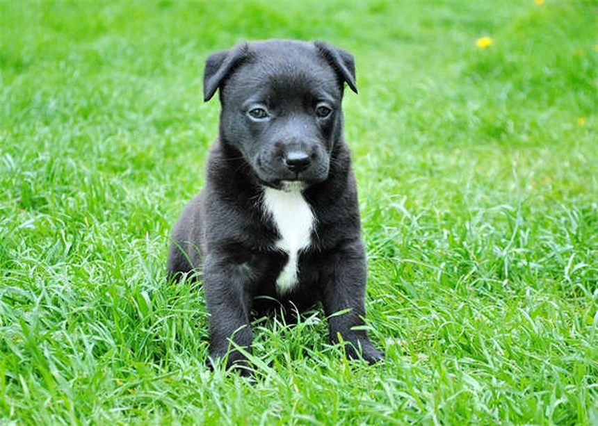 犬のハンドシグナル4選｜初心者でも簡単にできるトレーニング方法