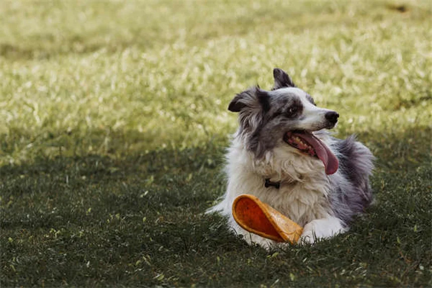 犬の問題行動解決！プロに相談すべきケースと選び方のコツ