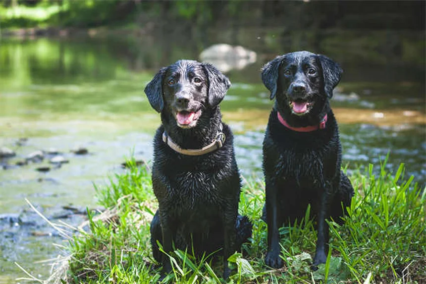犬が蜂に刺された時の症状と対処法【獣医師監修】