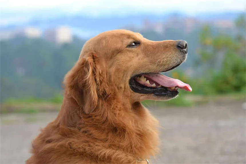 犬が蜂に刺された時の症状と対処法【獣医師監修】