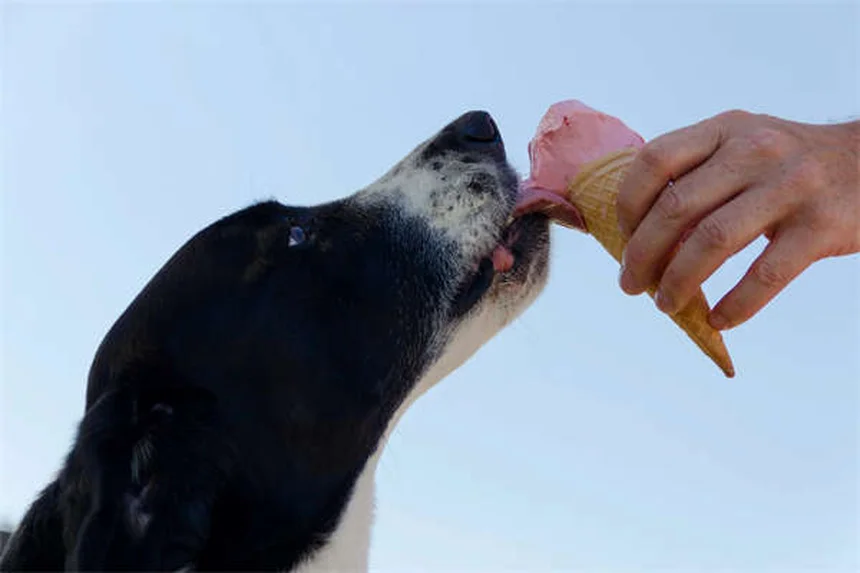 チンチラの寿命を延ばす7つの秘訣｜15年以上長生きさせる飼い方