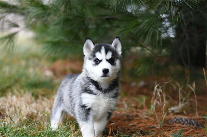 子犬の外デビューはいつから？ワクチン完了後の安全な社会化方法