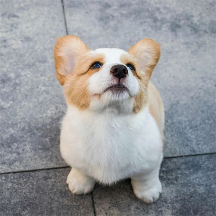 子犬の外デビューはいつから？ワクチン完了後の安全な社会化方法