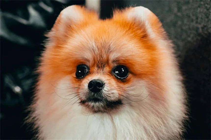 犬のファンコーニ症候群とは？症状と対処法を徹底解説