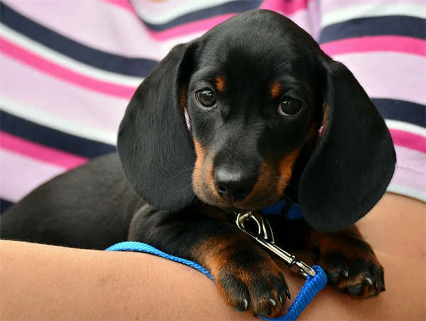 犬のファンコーニ症候群とは？症状と対処法を徹底解説