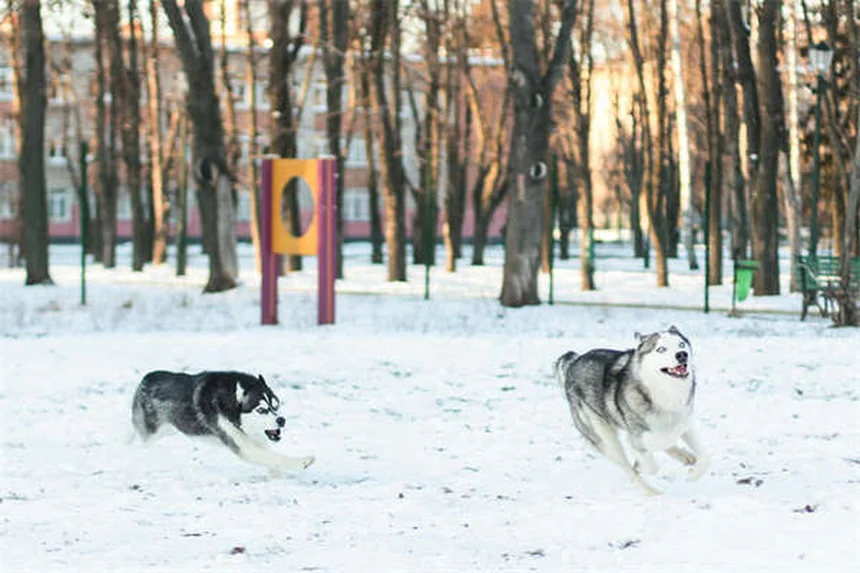 犬のファンコーニ症候群とは？症状と対処法を徹底解説